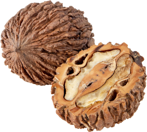 Black wallnut fruits isolated png